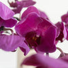 Phalaenopsis Orchid Purple Flower