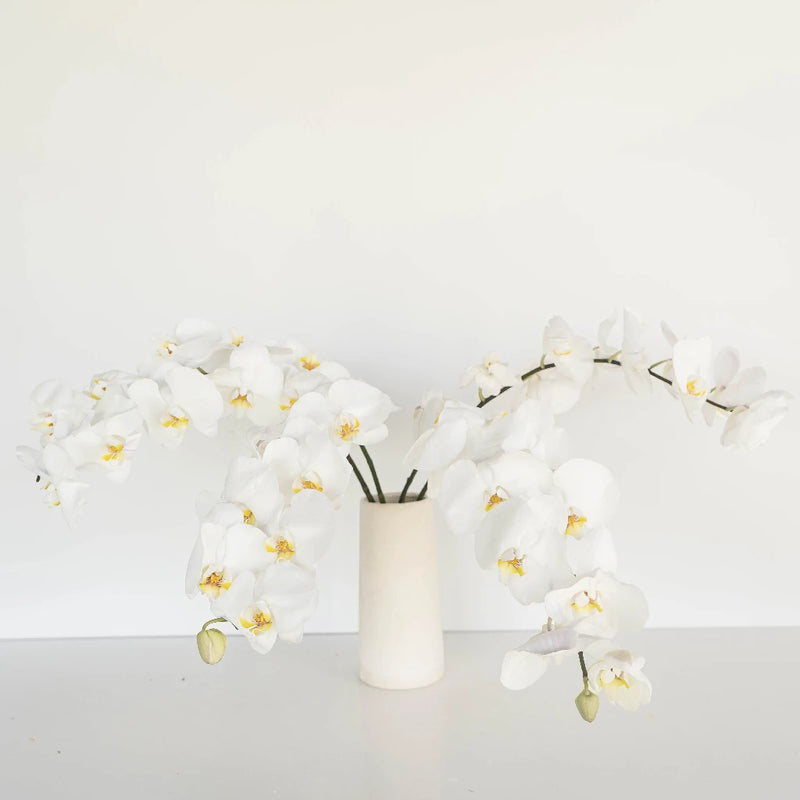 Phalaenopsis Orchid Vase - Image