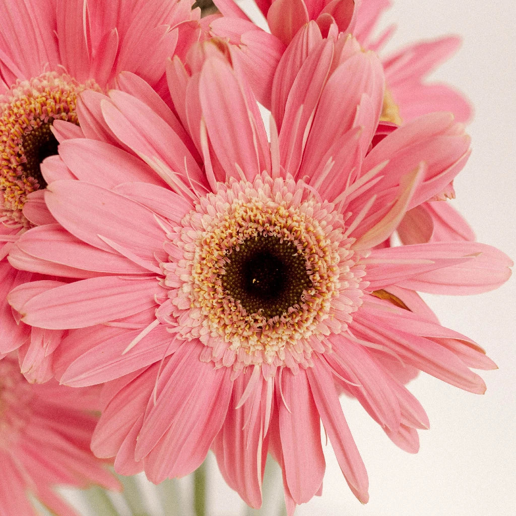 New Pink Daisy Artificial Flower Long Branch Bouquet Family