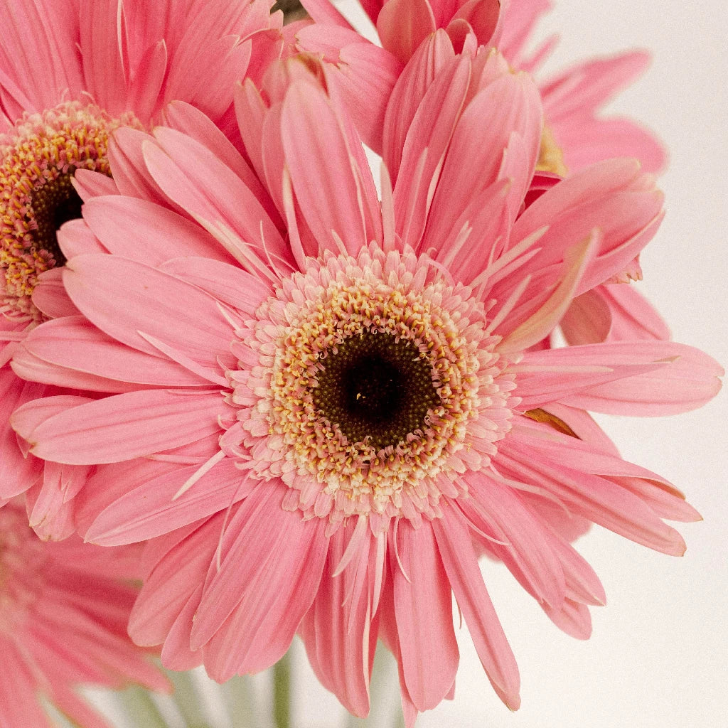 Pink Gerbera Daisy Flower