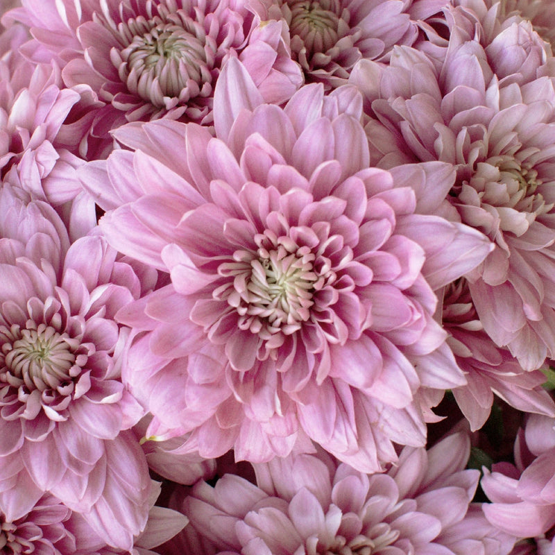 Pink Lavender Frost Dahlia Style Flower Close Up - Image