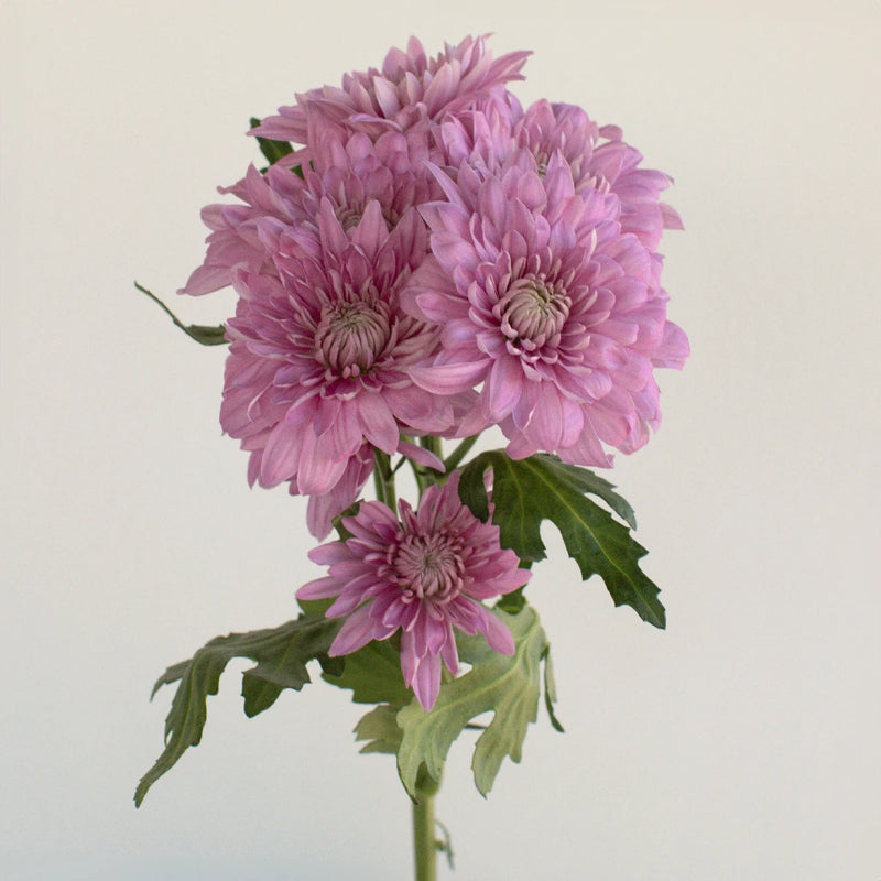 Pink Lavender Frost Dahlia Style Flower Stem - Image