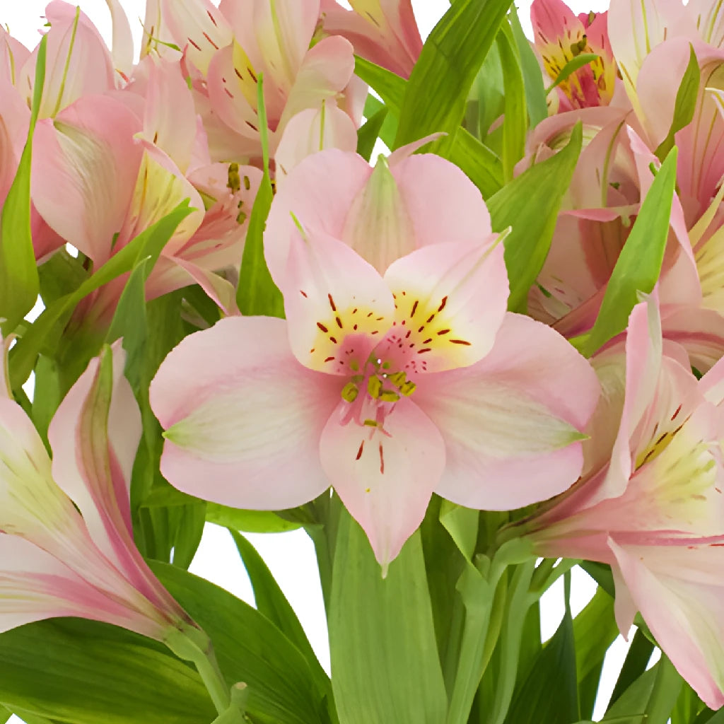 small lily flower Tickled Pink Wholesale Peruvian Lilies
