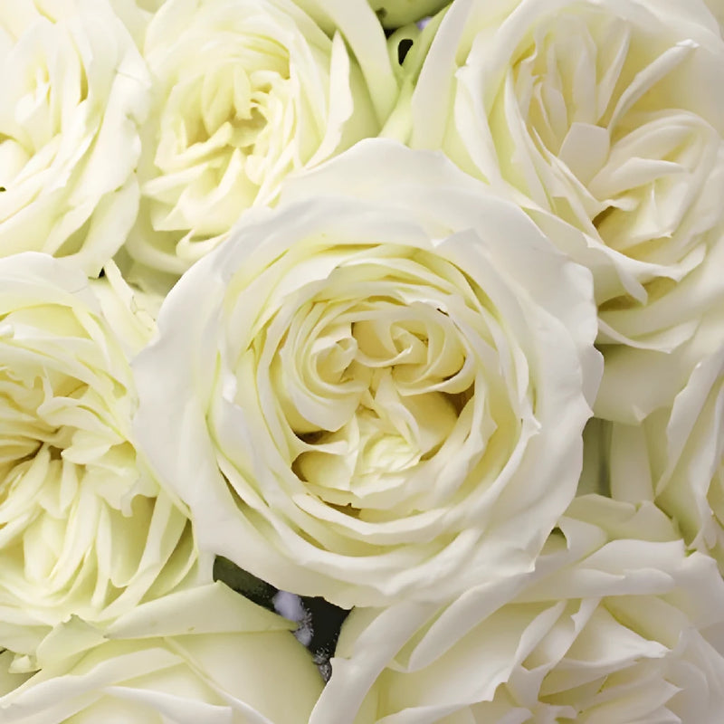 Polo White Wholesale Roses Close Up - Image