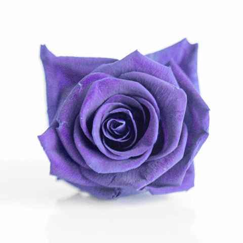 Preserved Pale Violet Rose Close Up - Image