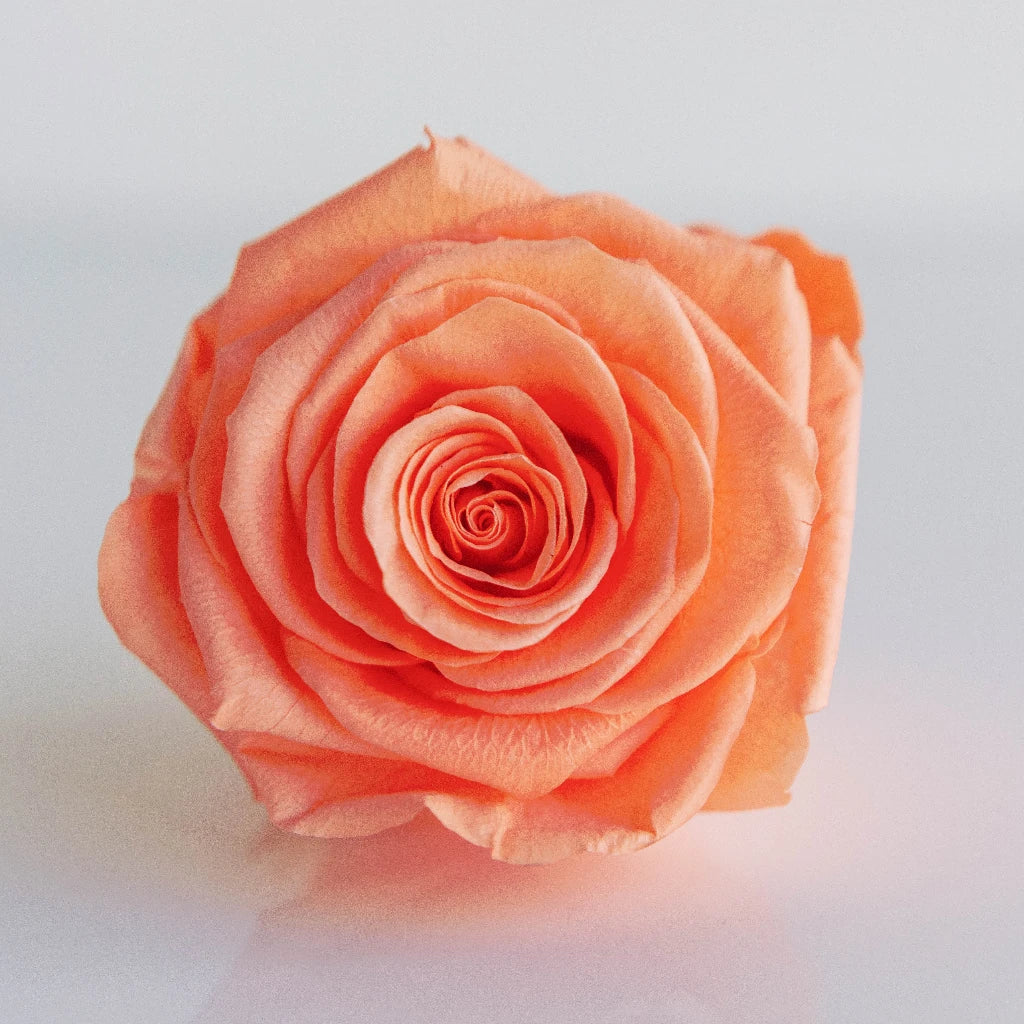 Rosenholm Tütenvase 10cm ピーチ Buy Wholesale Preserved Peach Roses in Bulk - FiftyFlowers