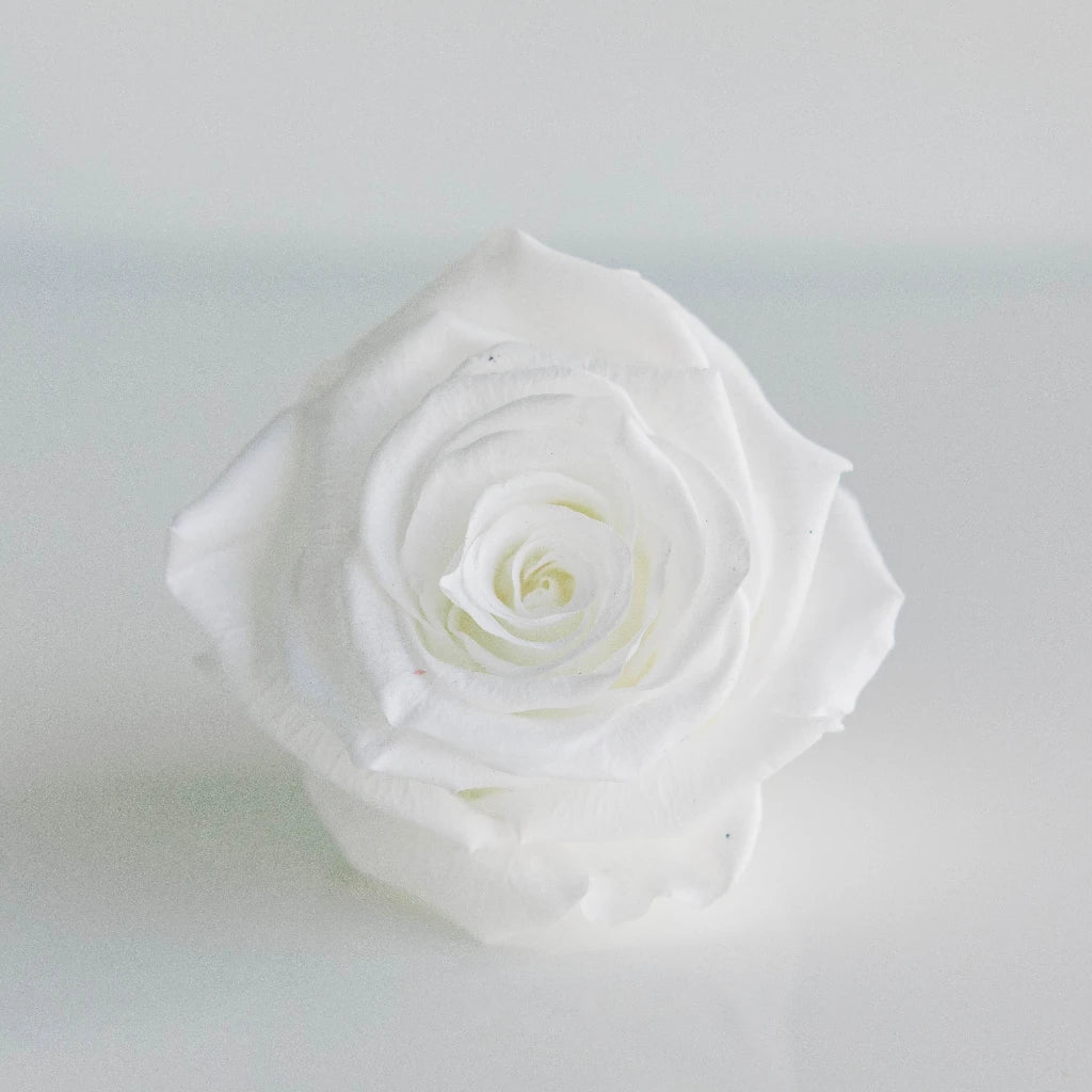 White-Backed Single Rose Sleeve 7 x 2 x 26