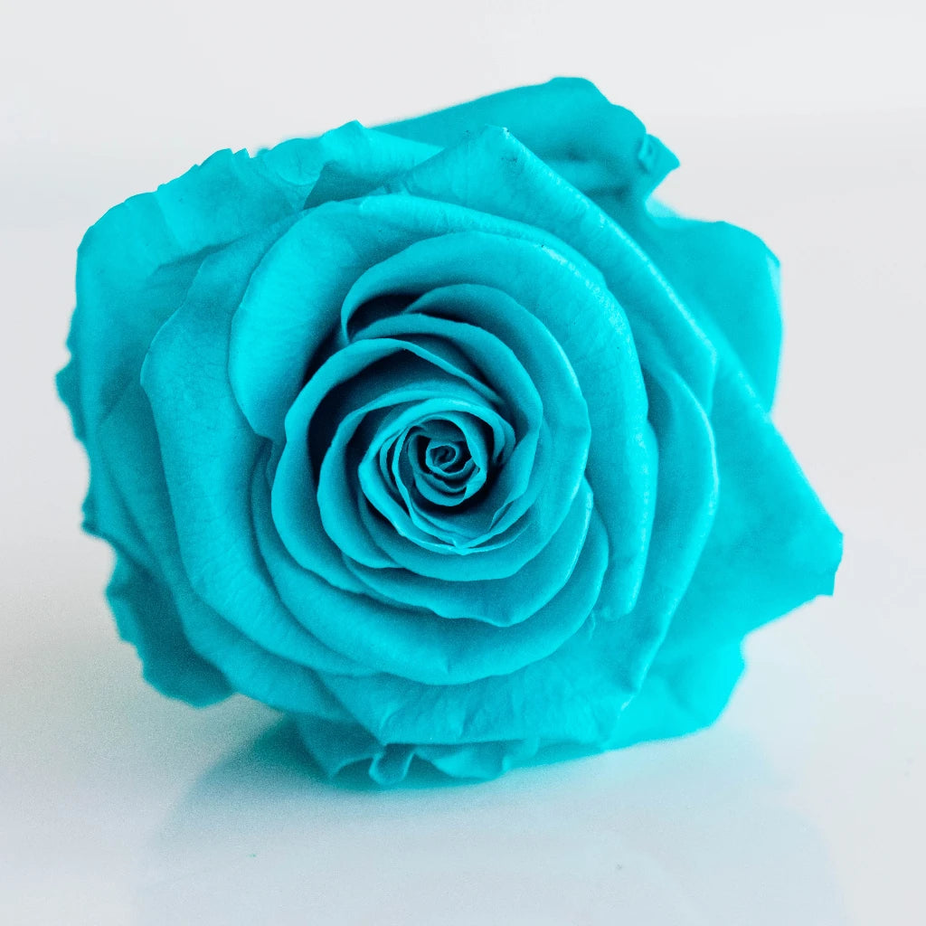 Buy Wholesale Preserved Tiffany Blue Roses in Bulk - FiftyFlowers