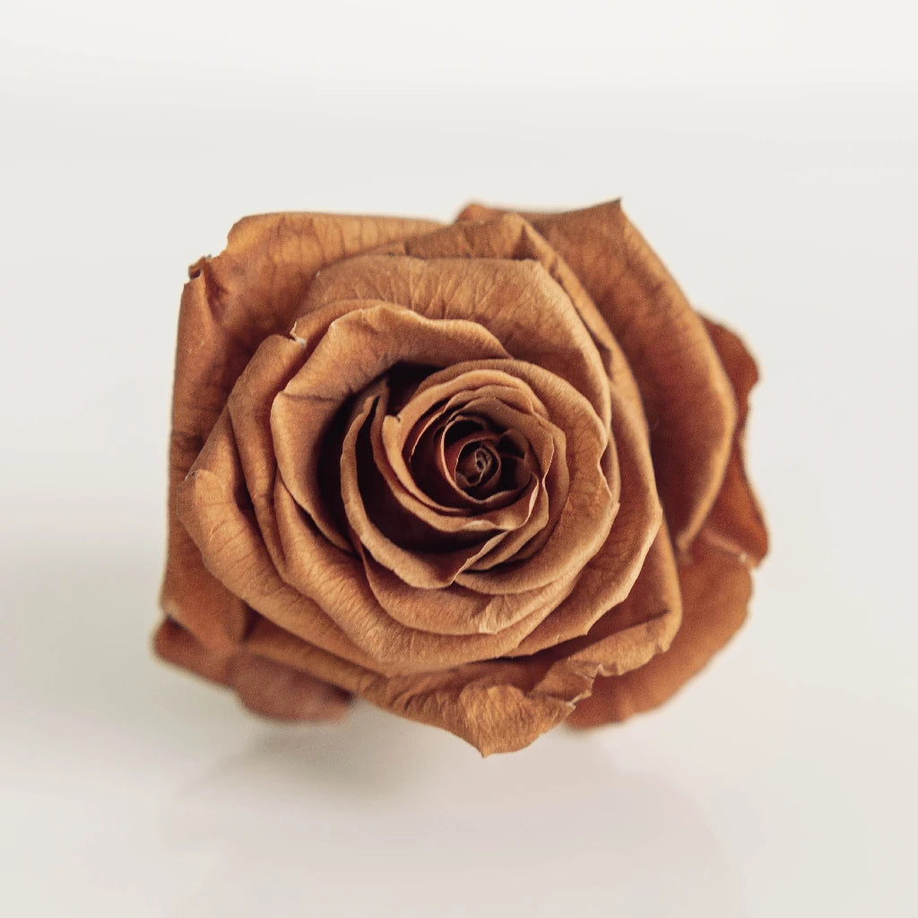 Buy Wholesale Sepia Brownie Carnation in Bulk - FiftyFlowers