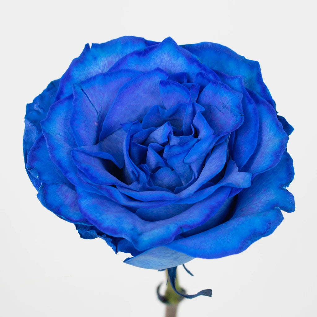 Buy Wholesale Blue Tinted Roses in Bulk - FiftyFlowers