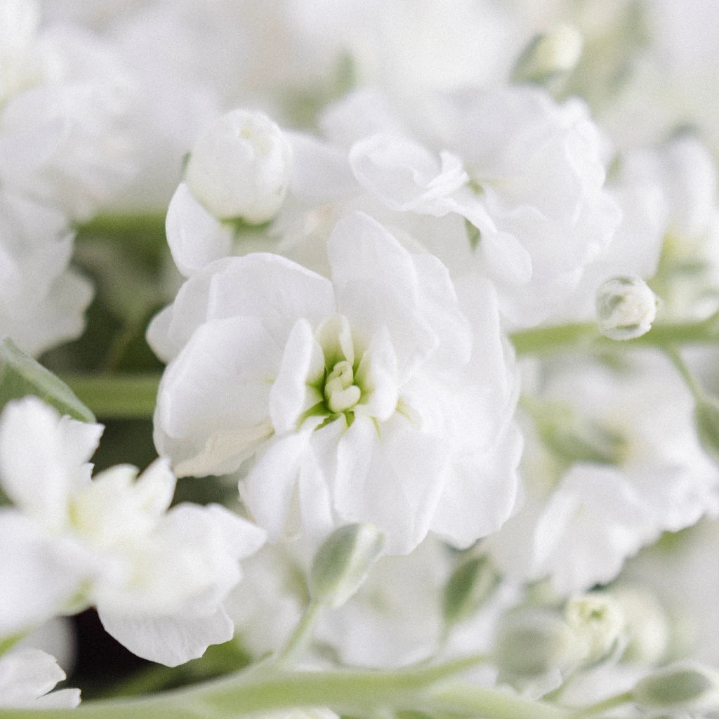 Buy Wholesale White Spray Stock Flower in Bulk - FiftyFlowers