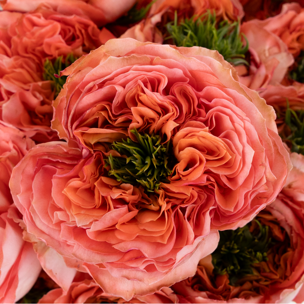 Rosé様 Buy Wholesale Mandarin X-Pression Garden Rose in Bulk - FiftyFlowers