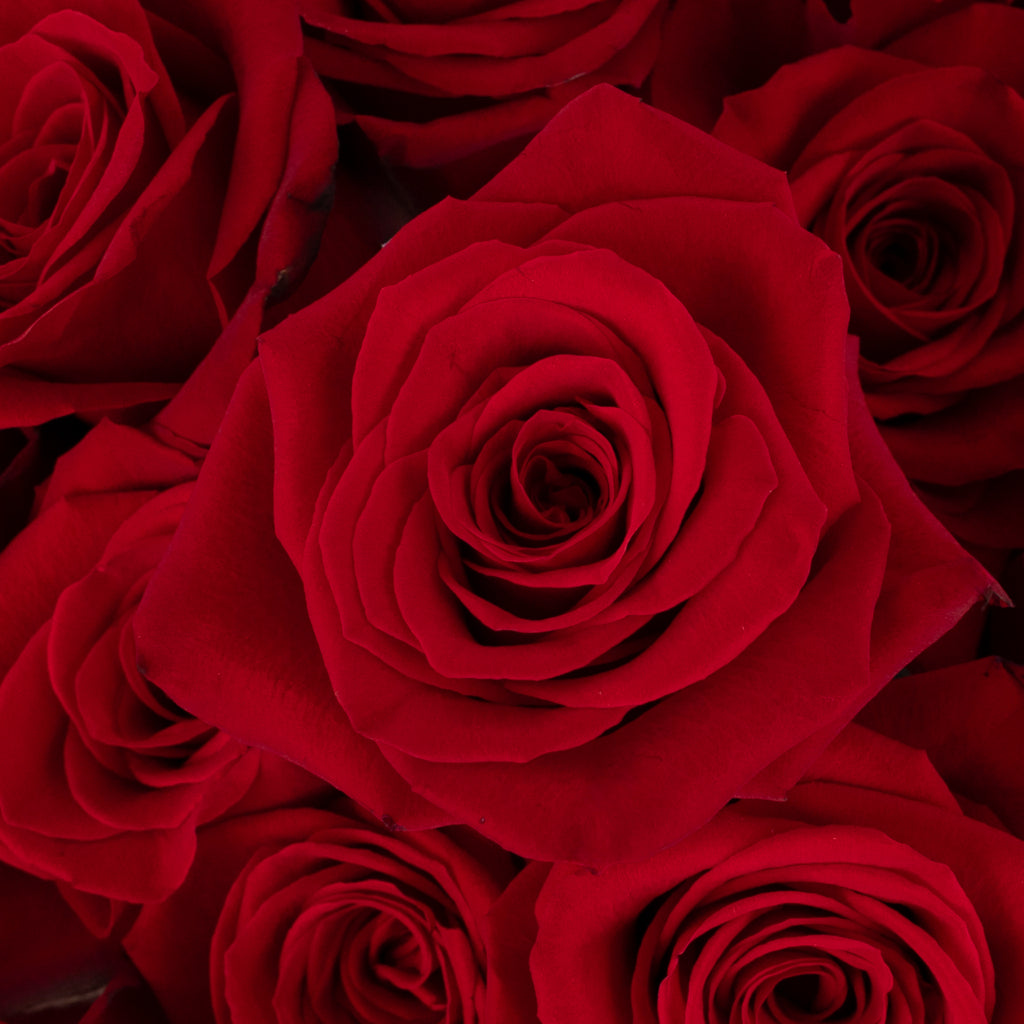 洋楽 ENGLISH ROSE Dreams of Freedom 洋楽 ENGLISH ROSE Dreams of