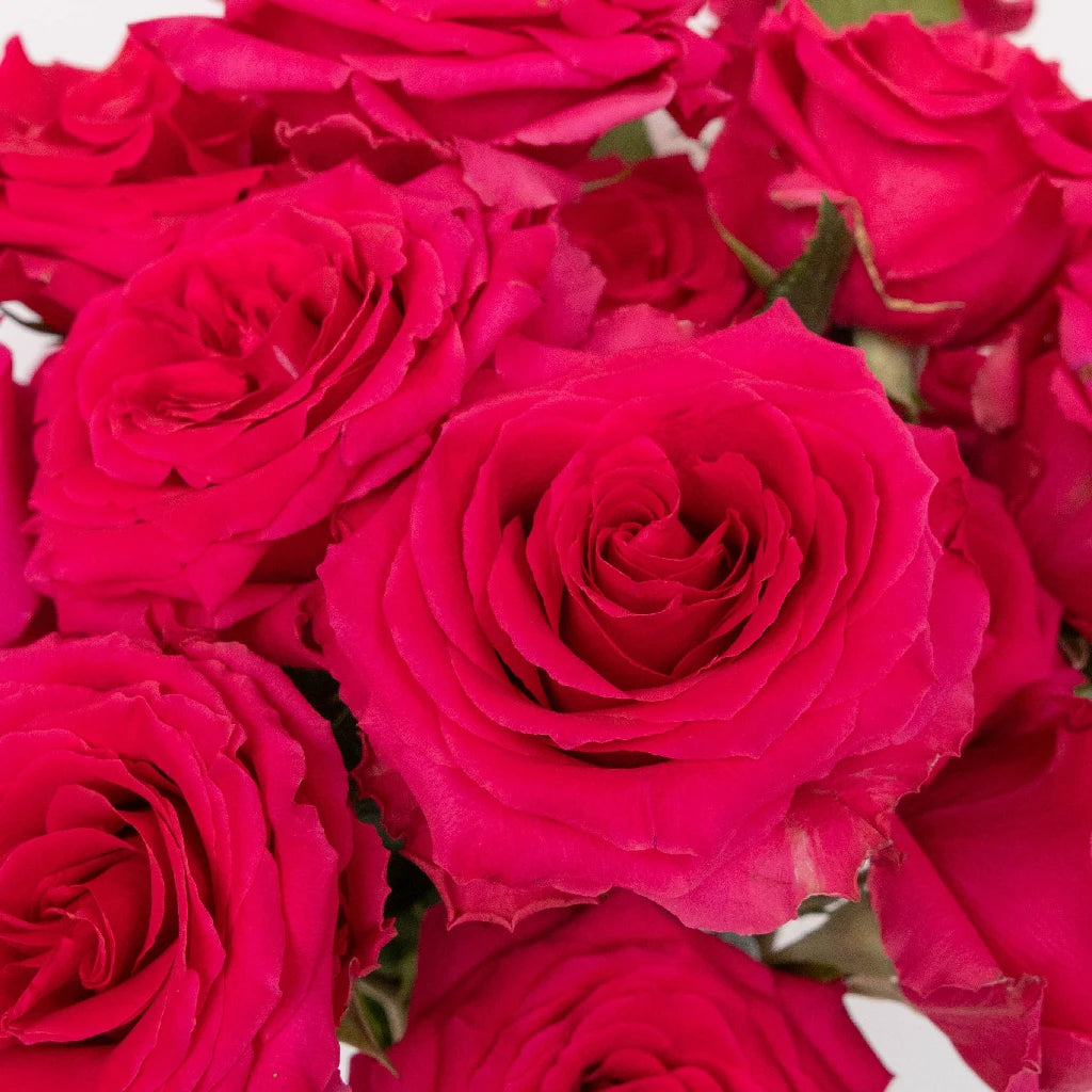 Buy Wholesale Full Monty Hot Pink Rose in Bulk - FiftyFlowers
