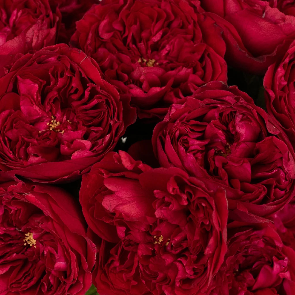 Buy Wholesale David Austin Tess Velvet Cherry Peony Rose in Bulk -