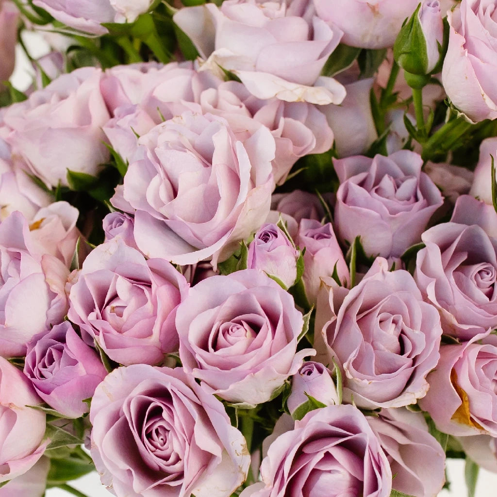 Buy Wholesale Delicate Lavender Spray Garden Rose in Bulk - FiftyFl