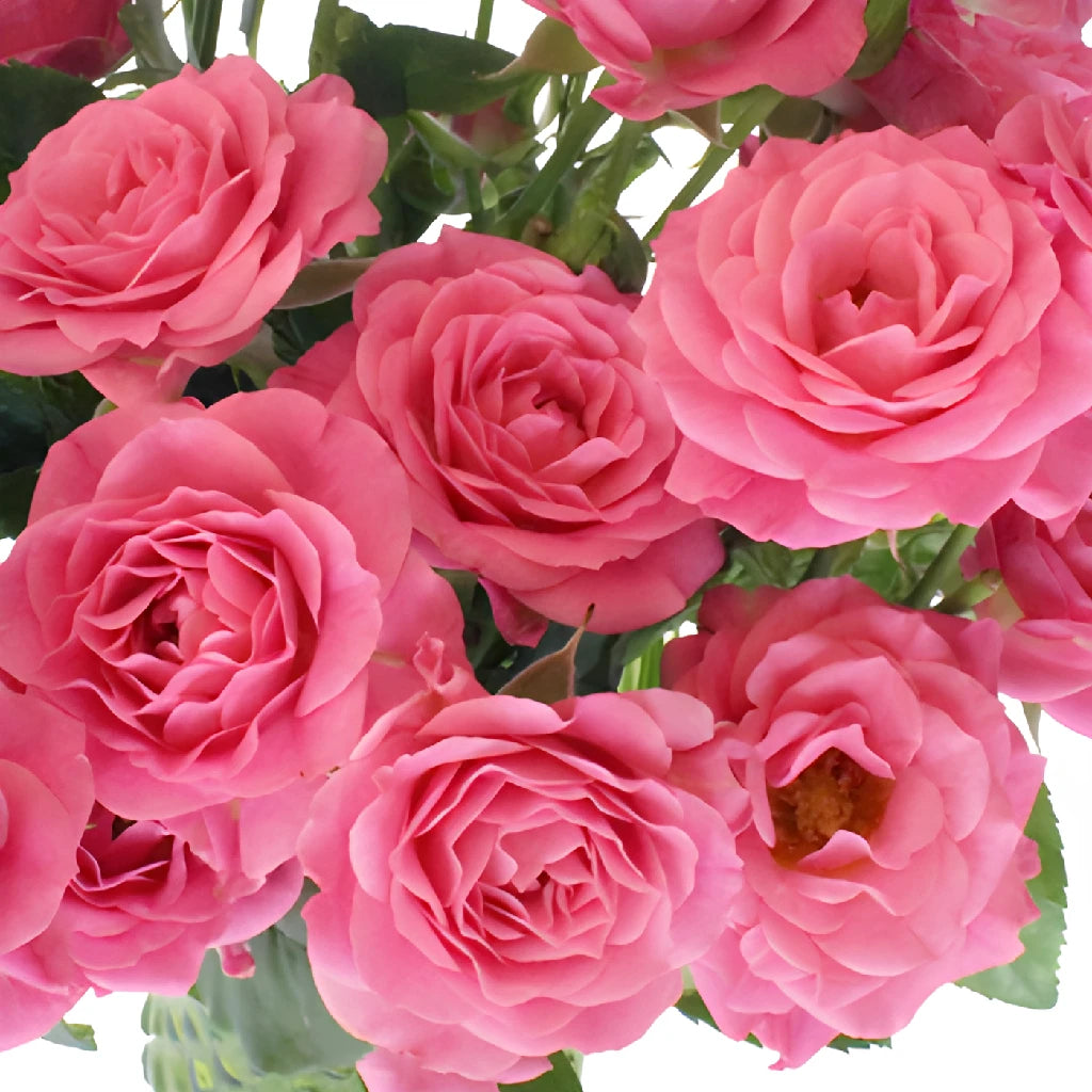 Buy Wholesale Hot Pink Spray Roses in Bulk - FiftyFlowers