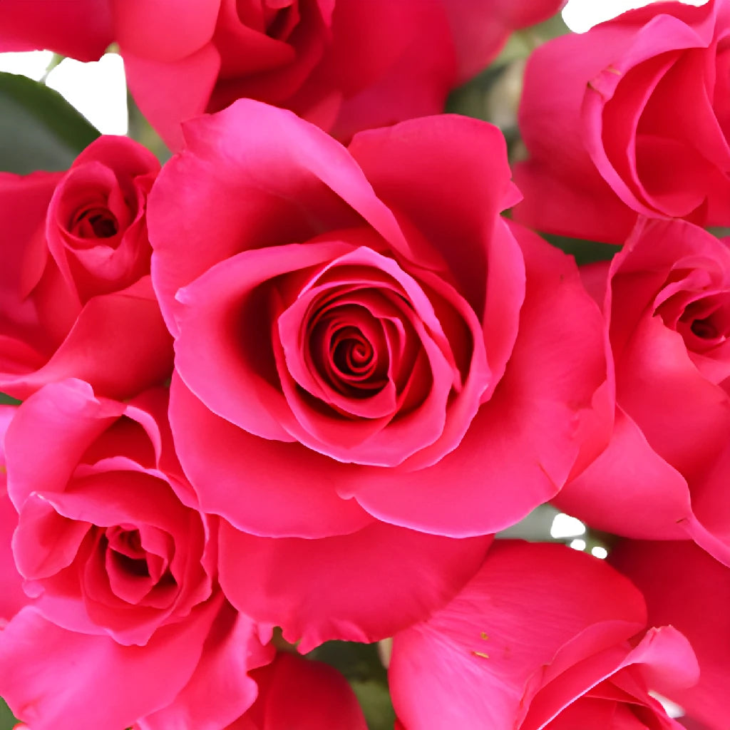 Buy Wholesale Hot Princess Pink Rose in Bulk - FiftyFlowers
