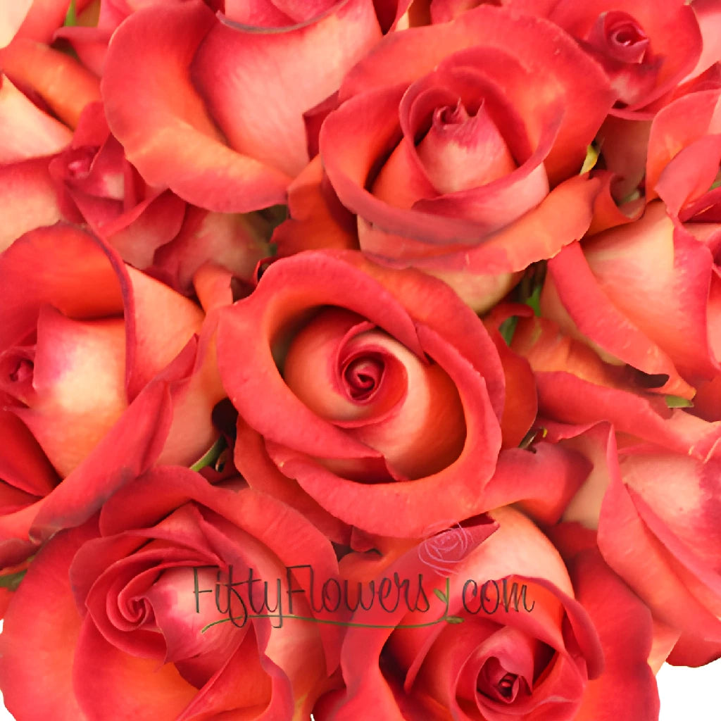 Buy Wholesale Legend Red Rose in Bulk - FiftyFlowers