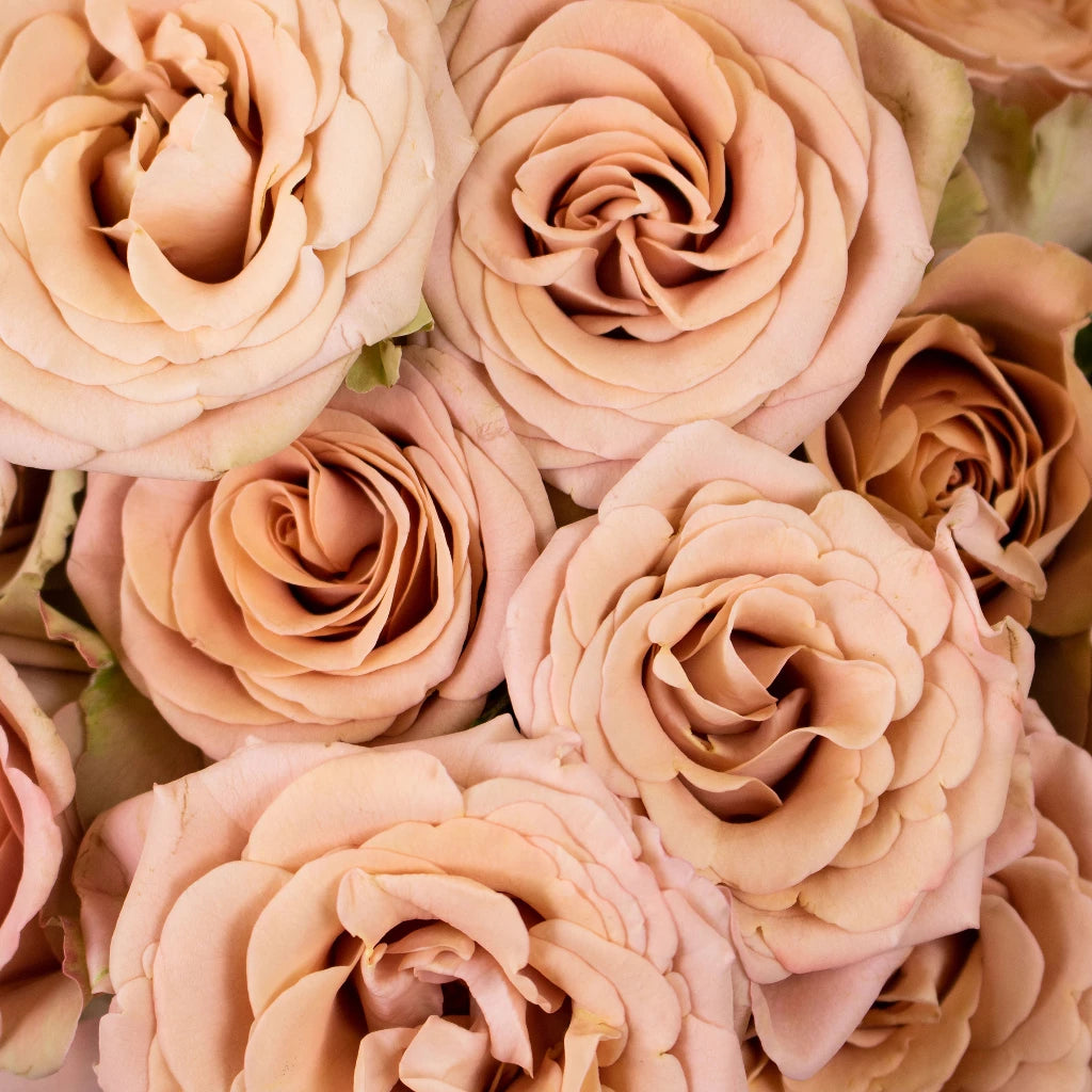 専用【m−rose様】 Buy Wholesale Magic Mocca Mauve Spray Garden Rose in Bulk - FiftyFl