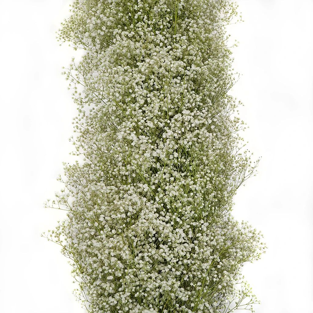 product-768-babys-breath-