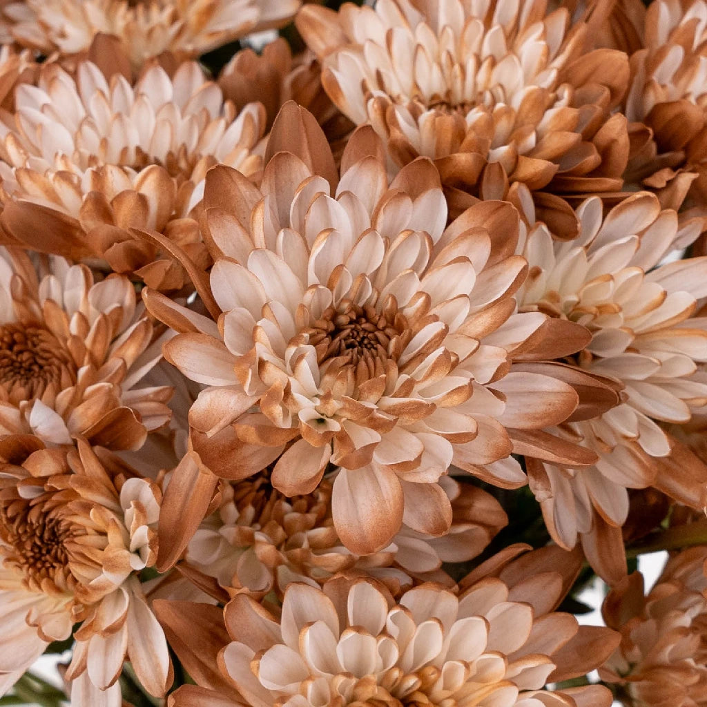 Buy Wholesale Mocha Mousse Sprayed Tinted Pom Flower in Bulk - Fift