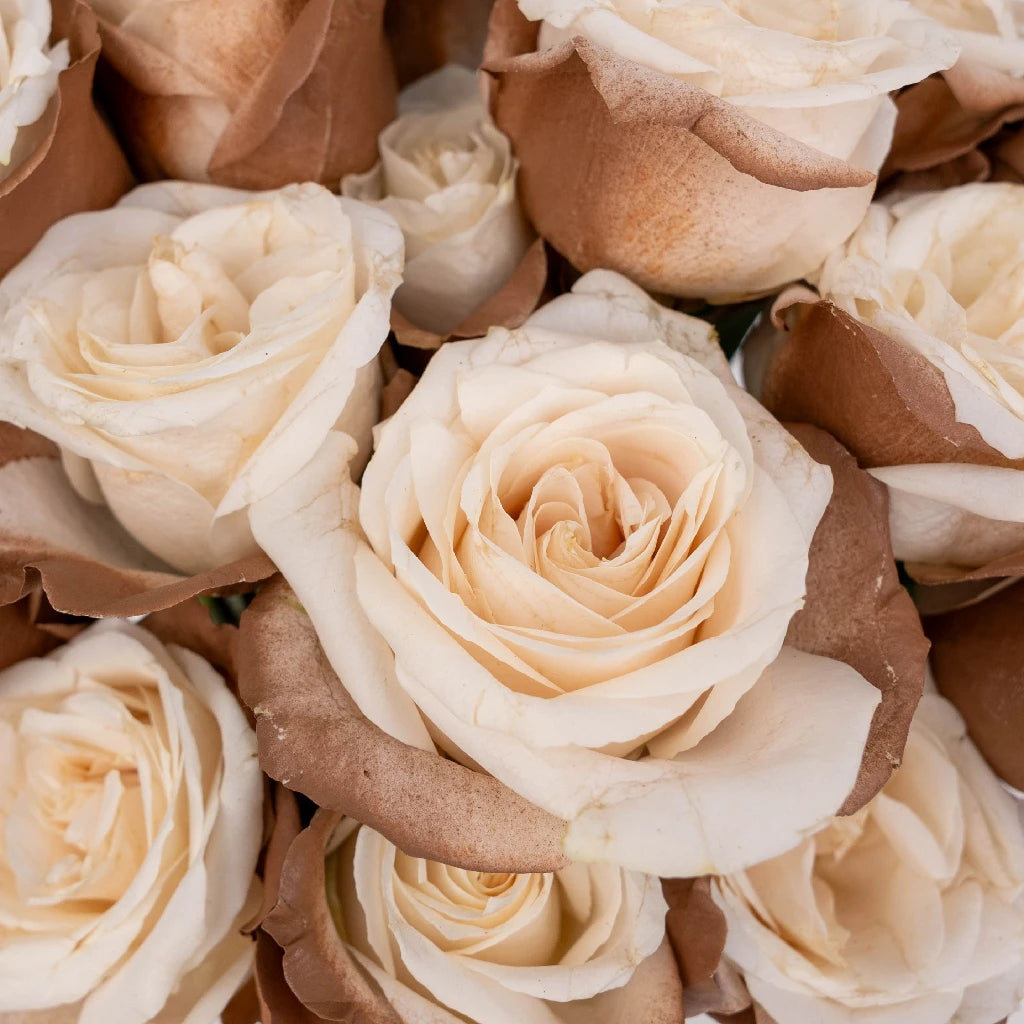 Buy Wholesale Mocha Mousse Tinted Roses in Bulk - FiftyFlowers