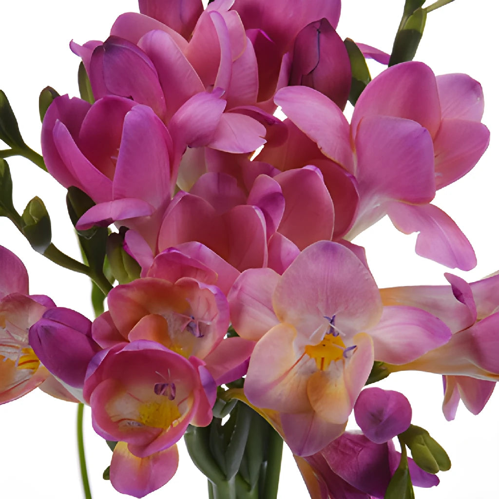 Buy Wholesale Passionate Kiss Freesia Flower in Bulk - FiftyFlowers