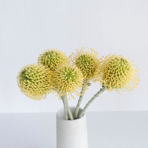 Protea Yellow Pin Cushion Flower Vase - Image