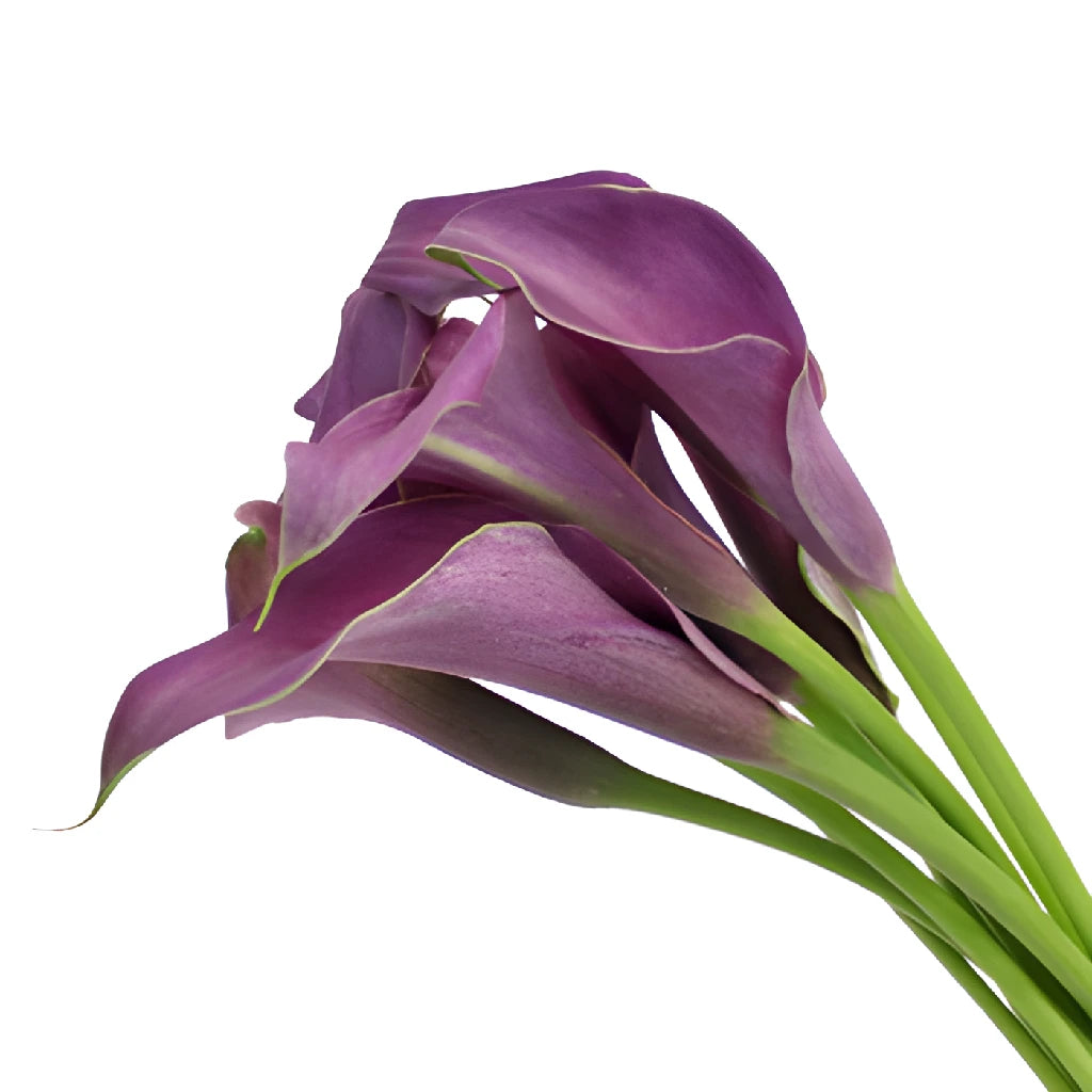 calla lily flower purple Buy Wholesale Purple Mini Calla Lily Flower in Bulk