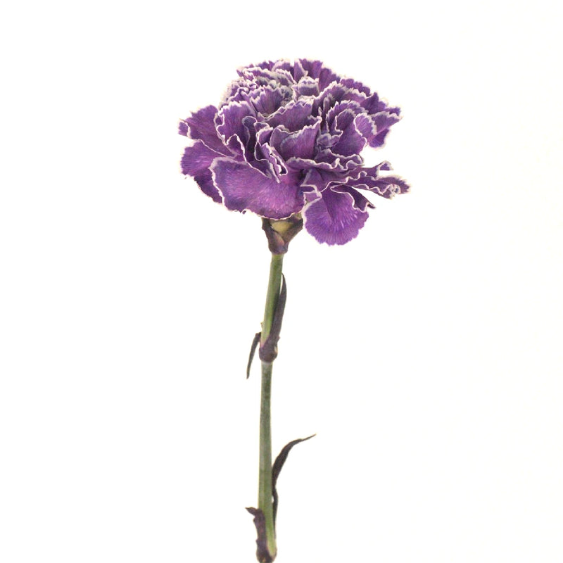 Purple Dyed Wholesale Carnation Flowers Stem - Image