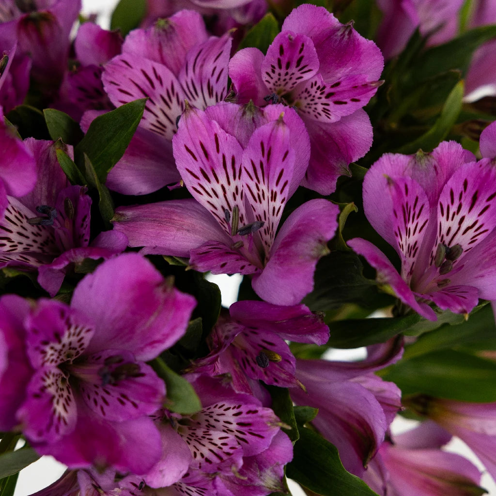 real purple lily flower Purple Peruvian Lilies