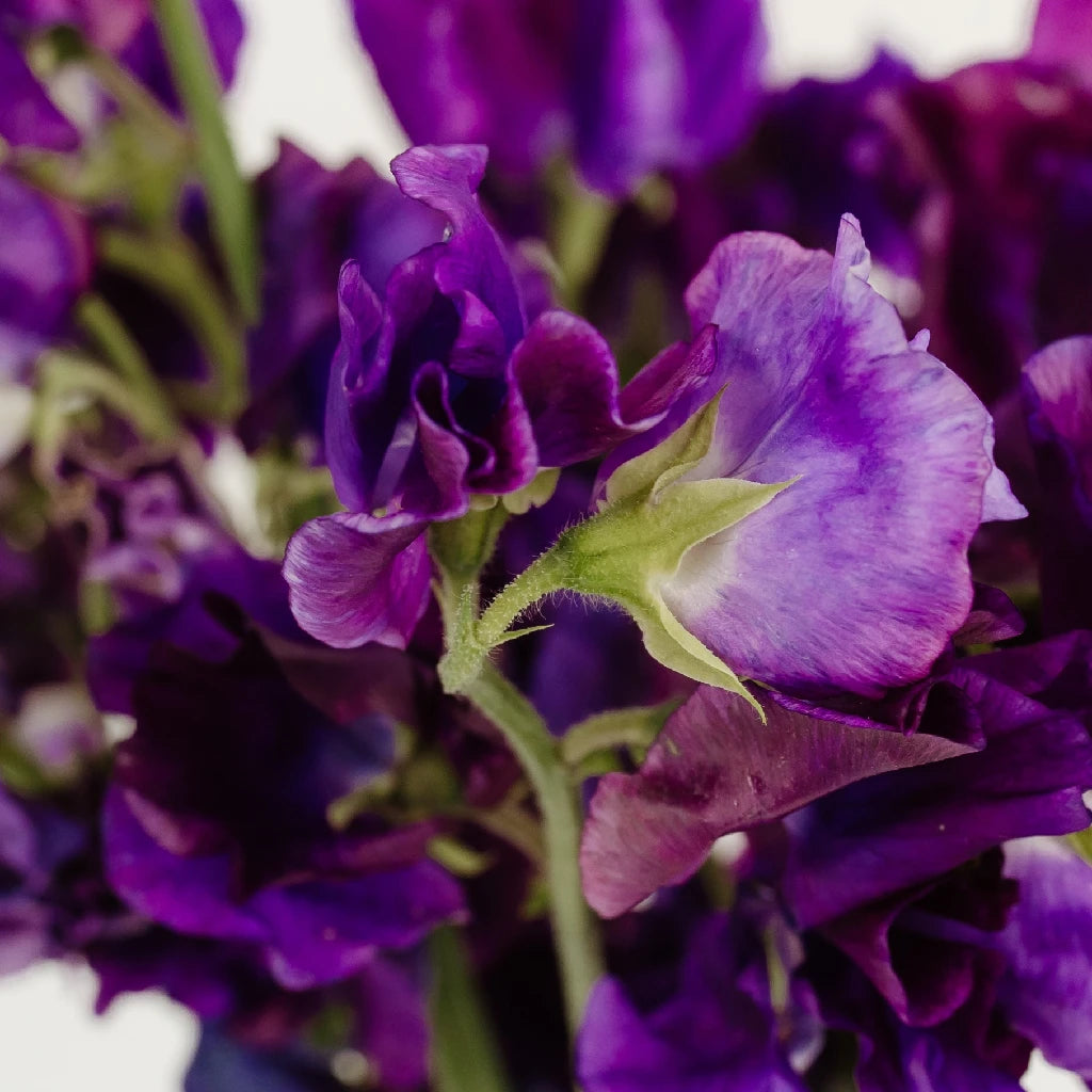 Purple Sweet Pea Flower | DIY Wedding Flowers | FiftyFlowers