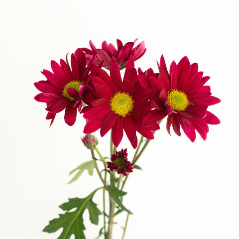 Raspberry Plum Daisy Flower Stem - Image
