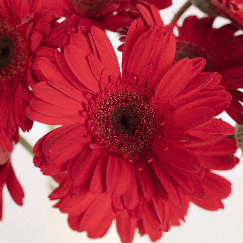 Red Gerbera Daisy - Image