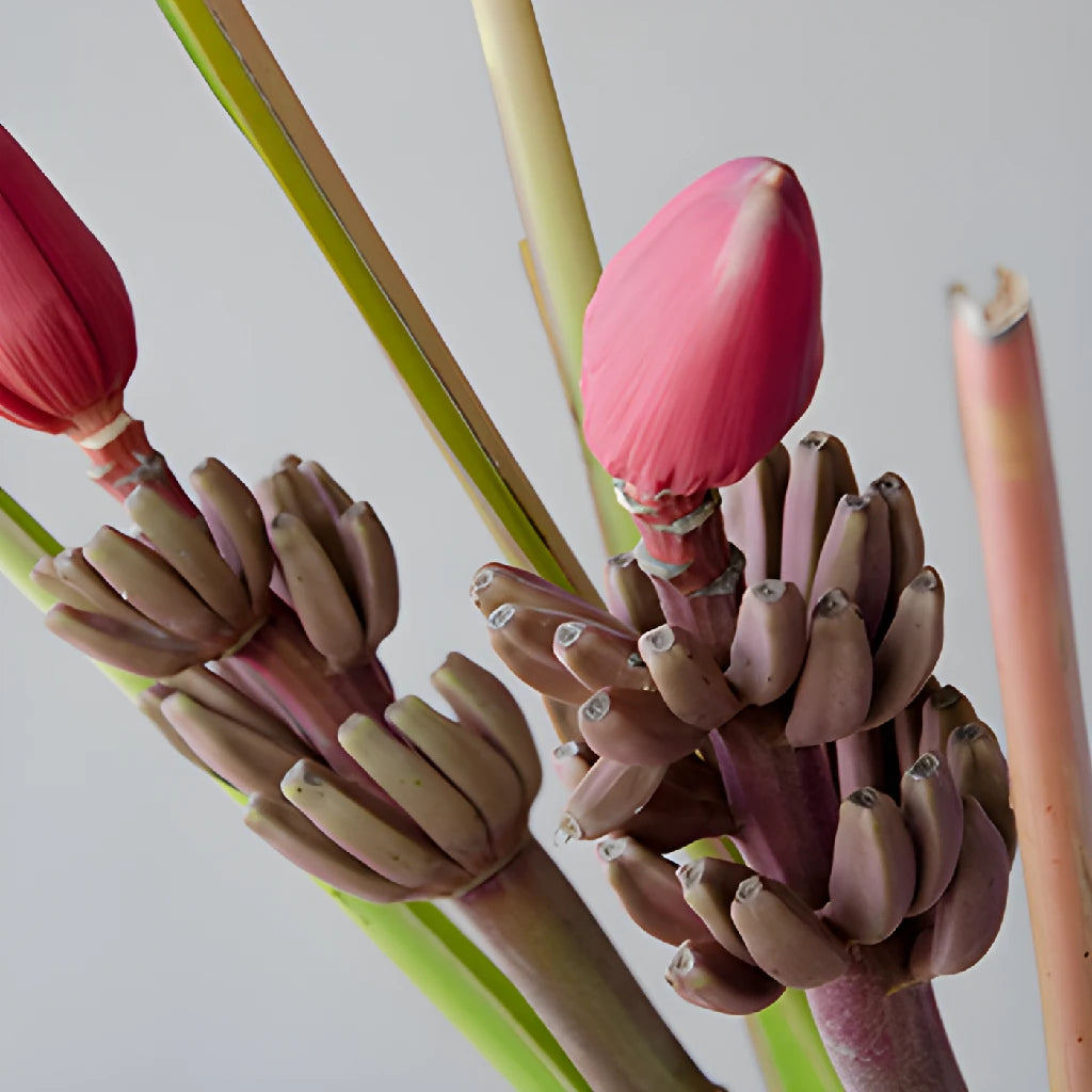 Buy Wholesale Mauve Musa Tropical Flowering Banana in Bulk - FiftyF Buy Wholesale Mauve Musa Tropical Flowering Banana in Bulk - FiftyF