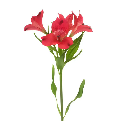 Red Peruvian Lily Flowers Stem - Image