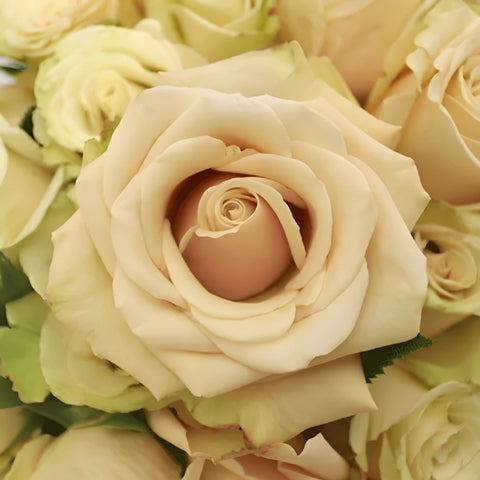 Sahara Cream Rose Close Up - Image