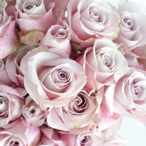 Secret Garden Rose Close Up - Image
