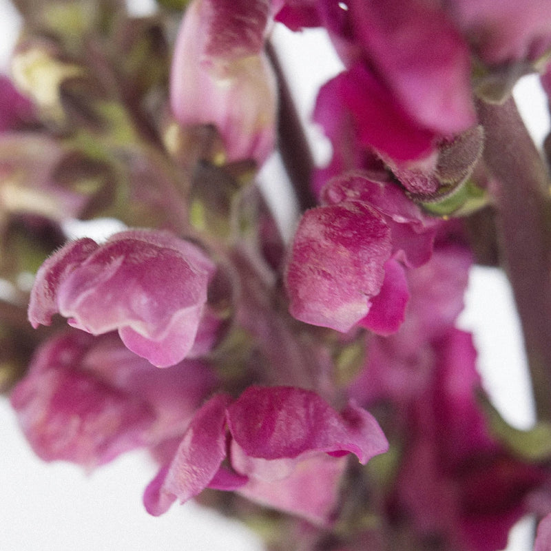 Snapdragon Burgundy Flower Close Up - Image