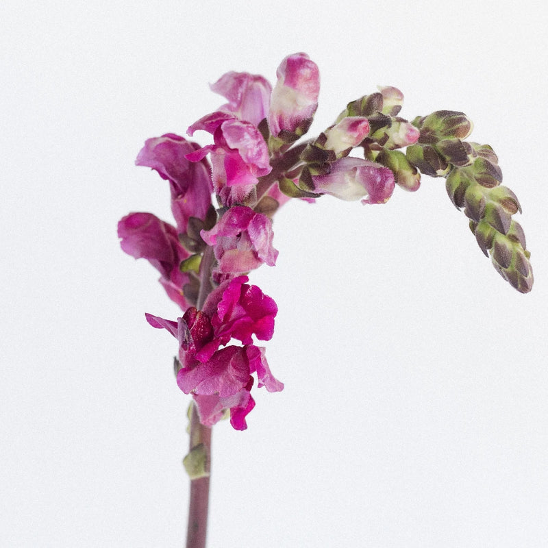 Snapdragon Burgundy Flower Stem - Image