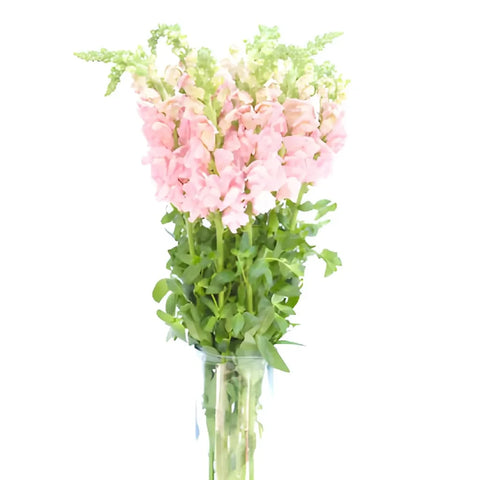 Snapdragon Light Pink Flower Stem - Image