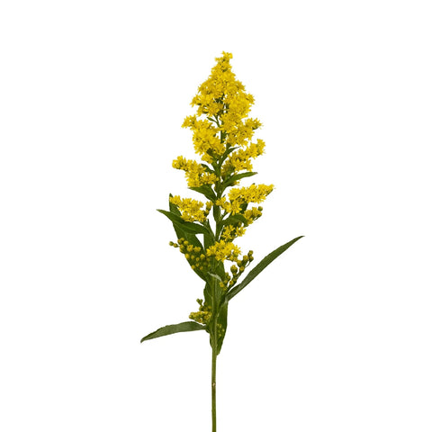 Solidago Flowers Yellow Stem - Image