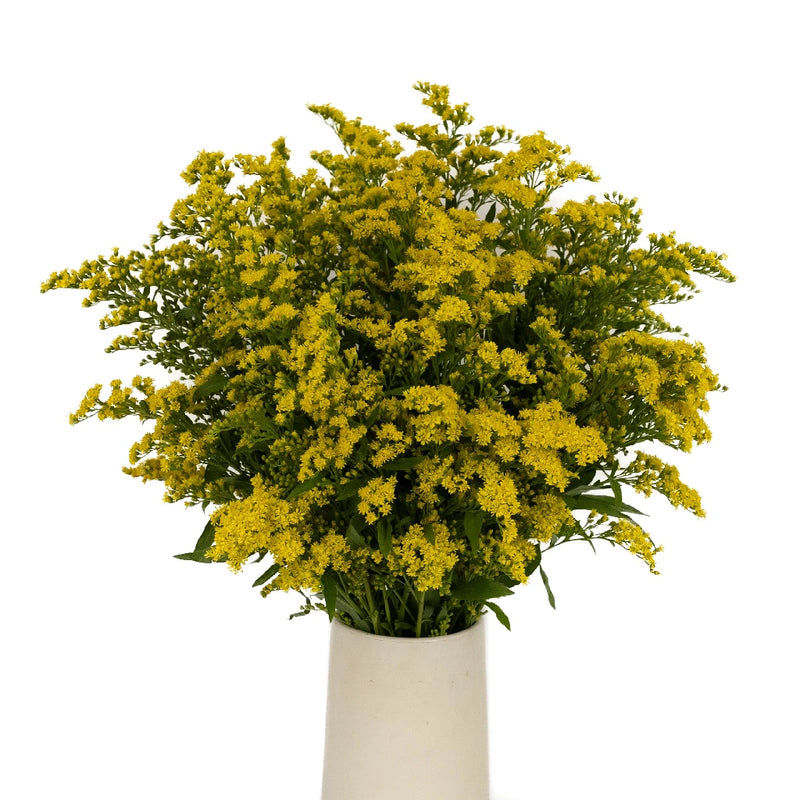 Solidago Flowers Yellow Vase - Image