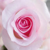 Sophie Light Pink Rose