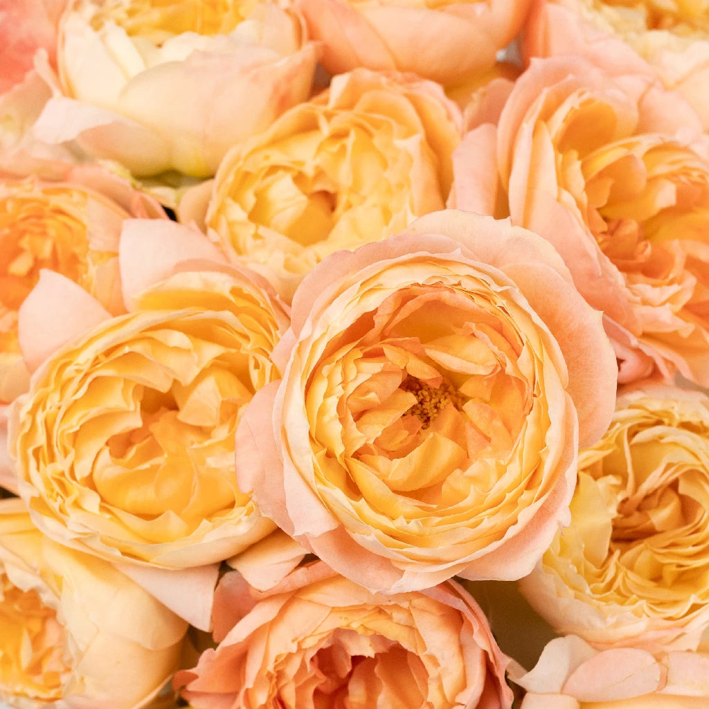 Southern Comfort Peach Garden Rose | DIY Wedding Rose | FiftyFlowers