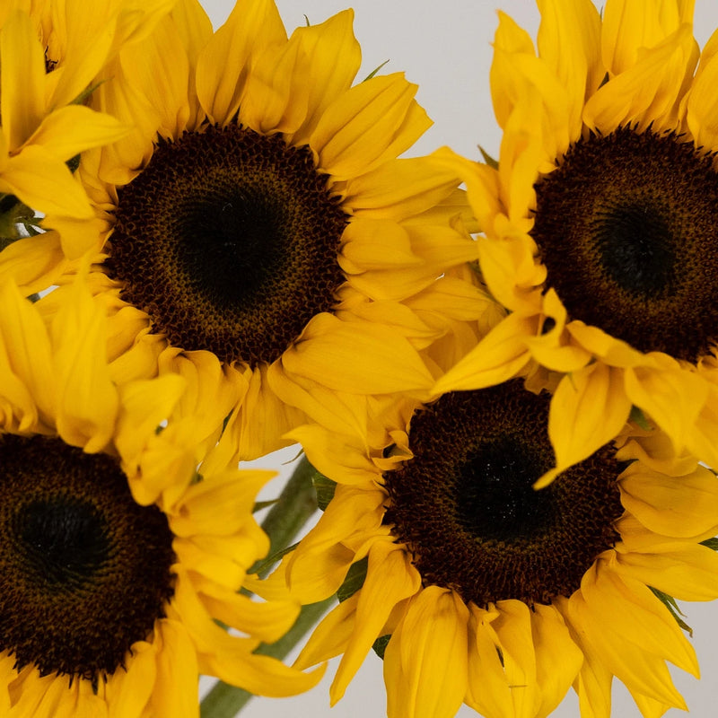 Sunflowers Close Up - Image