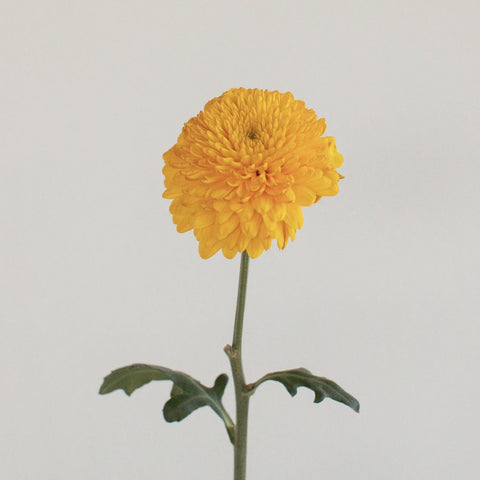 Sunny Yellow Bahlia Flower Stem - Image