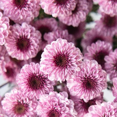 Sweet Lilac Button Pom Close Up - Image