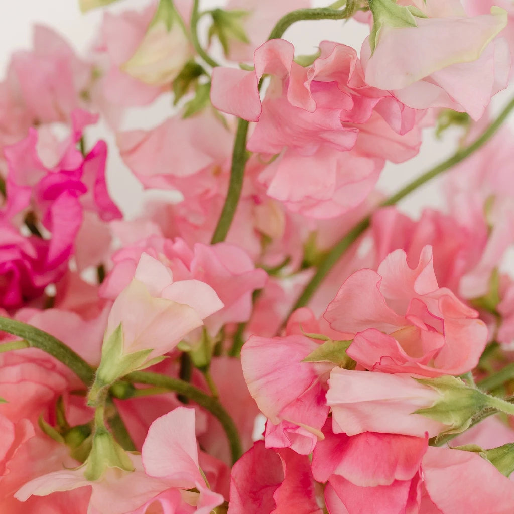 Sweet pea rust rainbow outlets bundle